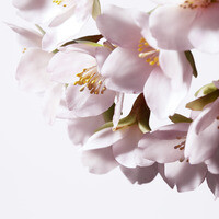 Shiseido Shiseido White Lucent Illuminating Micro-Spot Serum kaufen